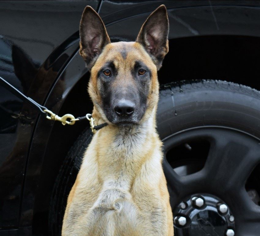 Officer Coleman with K-9 Viper Opens in new window