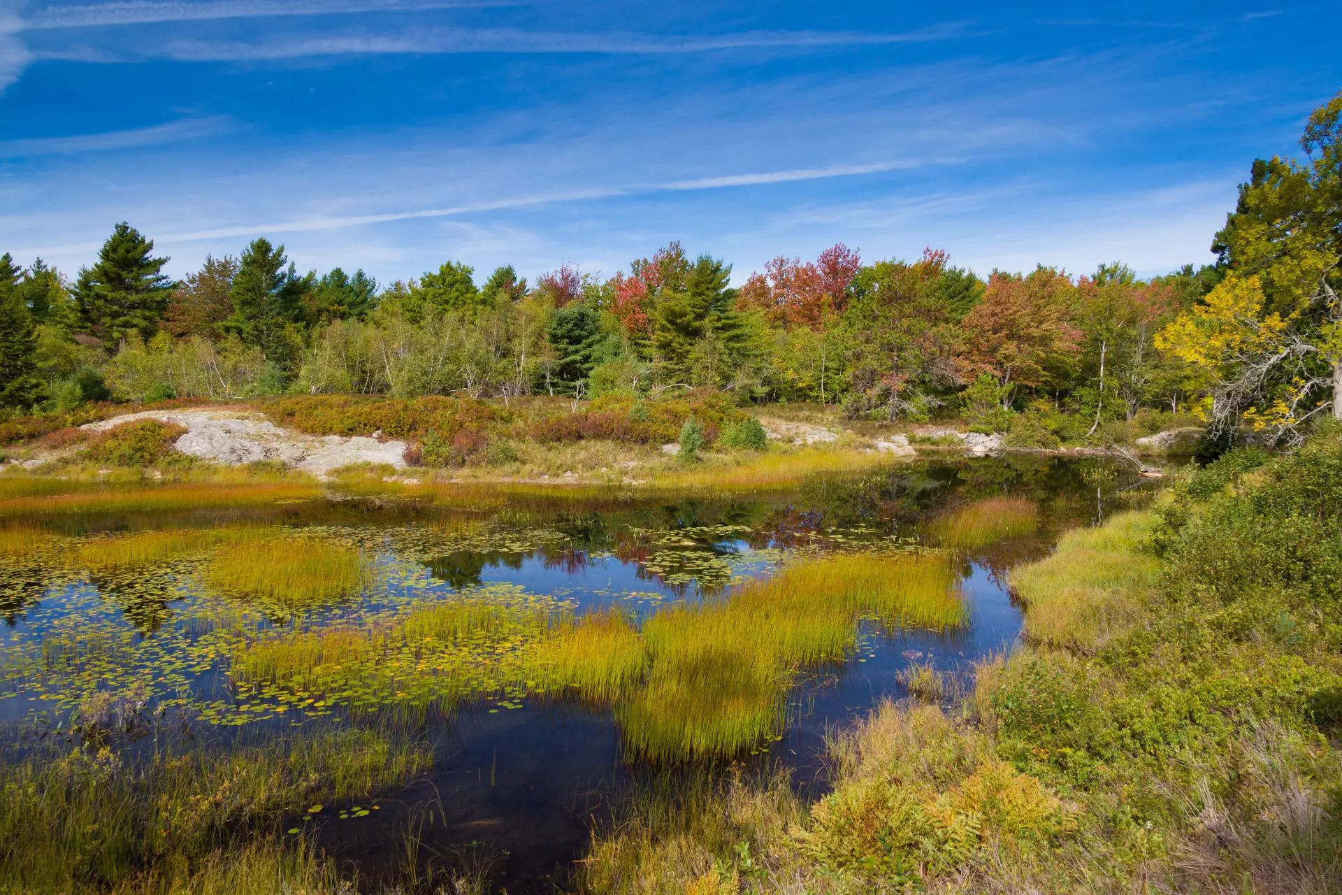 Acadia National Park Wetlands