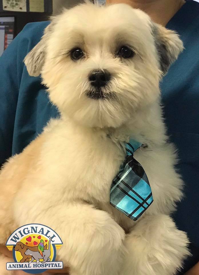 Wignall Animal Hospital