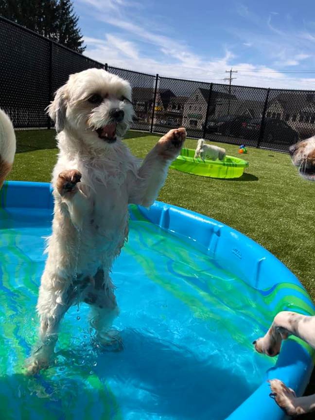 Wignall Animal Hospital