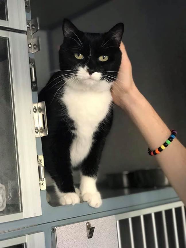 Wignall Animal Hospital