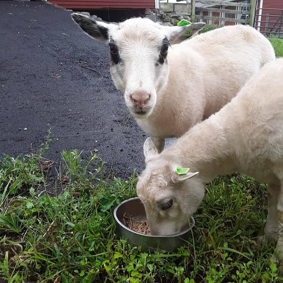 Boundary Farm (COURTESY BOUNDARY FARM)