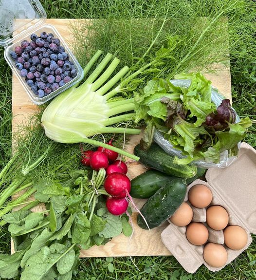 Briscoe Family Farm (COURTESY BRISCOE FAMILY FARM)