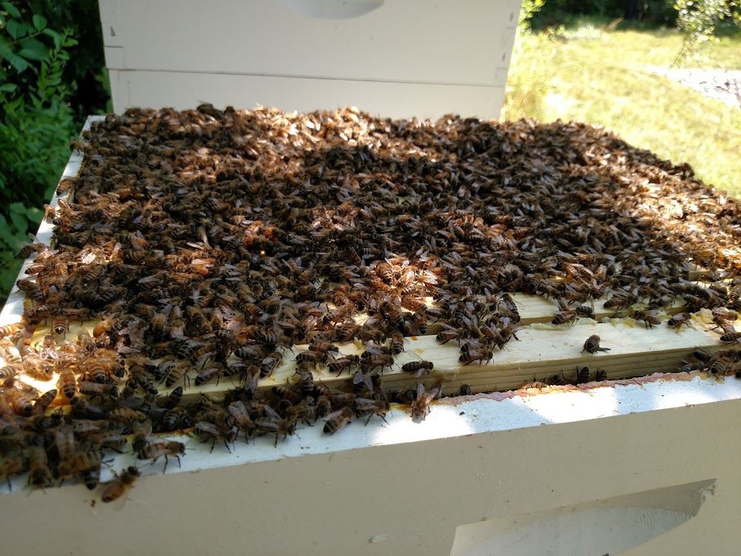 Camco Honey (DRACUT ECONOMIC DEVELOPMENT PHOTO)