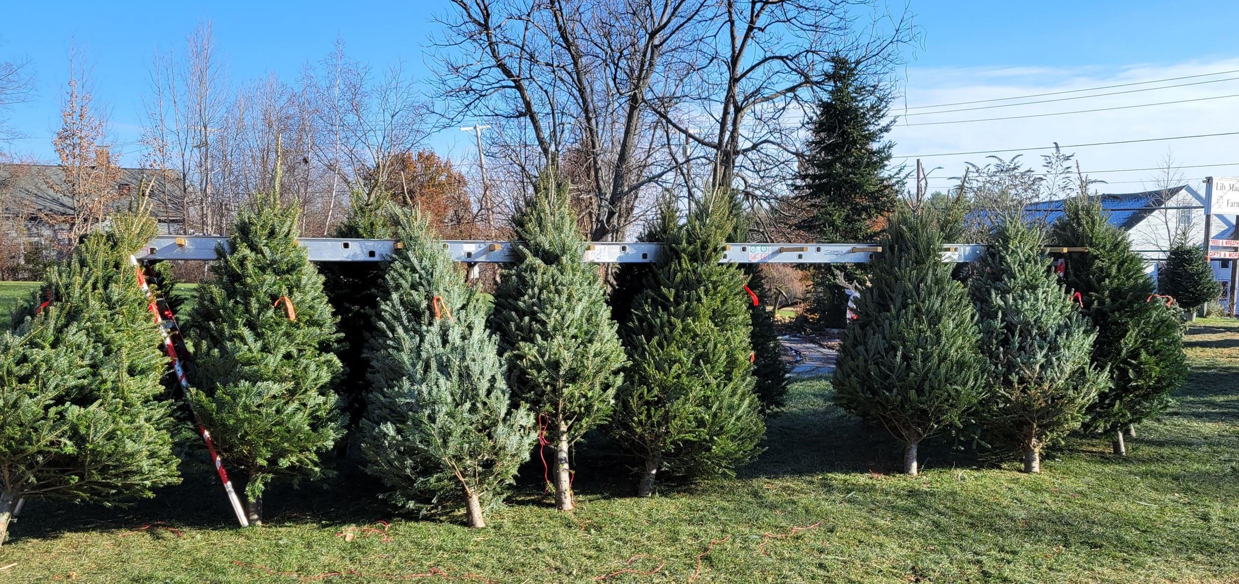 Lily Mack Farm (DRACUT ECONOMIC DEVELOPMENT PHOTO)