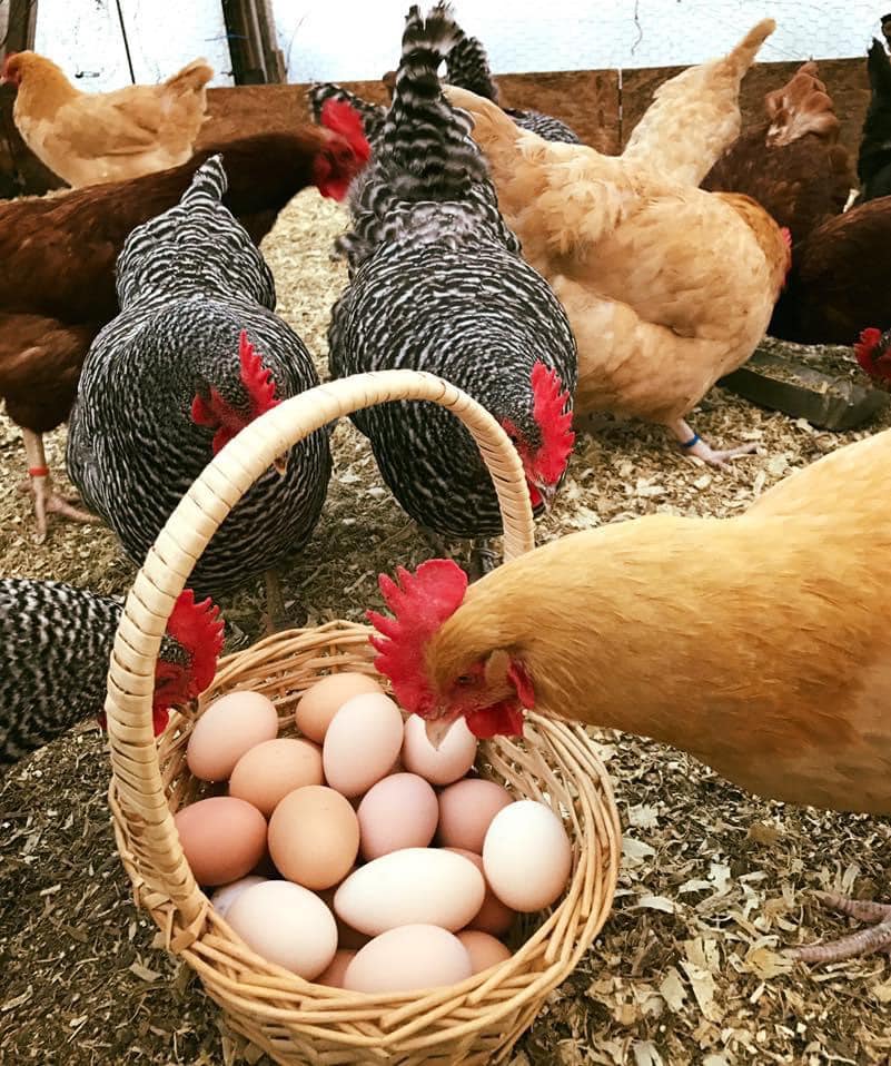 Nallie Pastures (COURTESY NALLIE PASTURES)