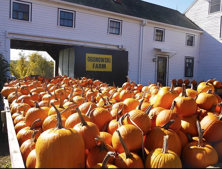 Ogonowski Farm (COURTESY OGONOWSKI FARM)