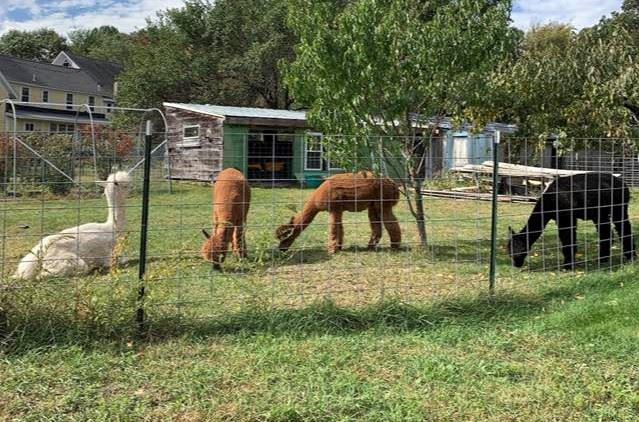 Stoneymeadow Farm (COURTESY STONEYMEADOW FARM)