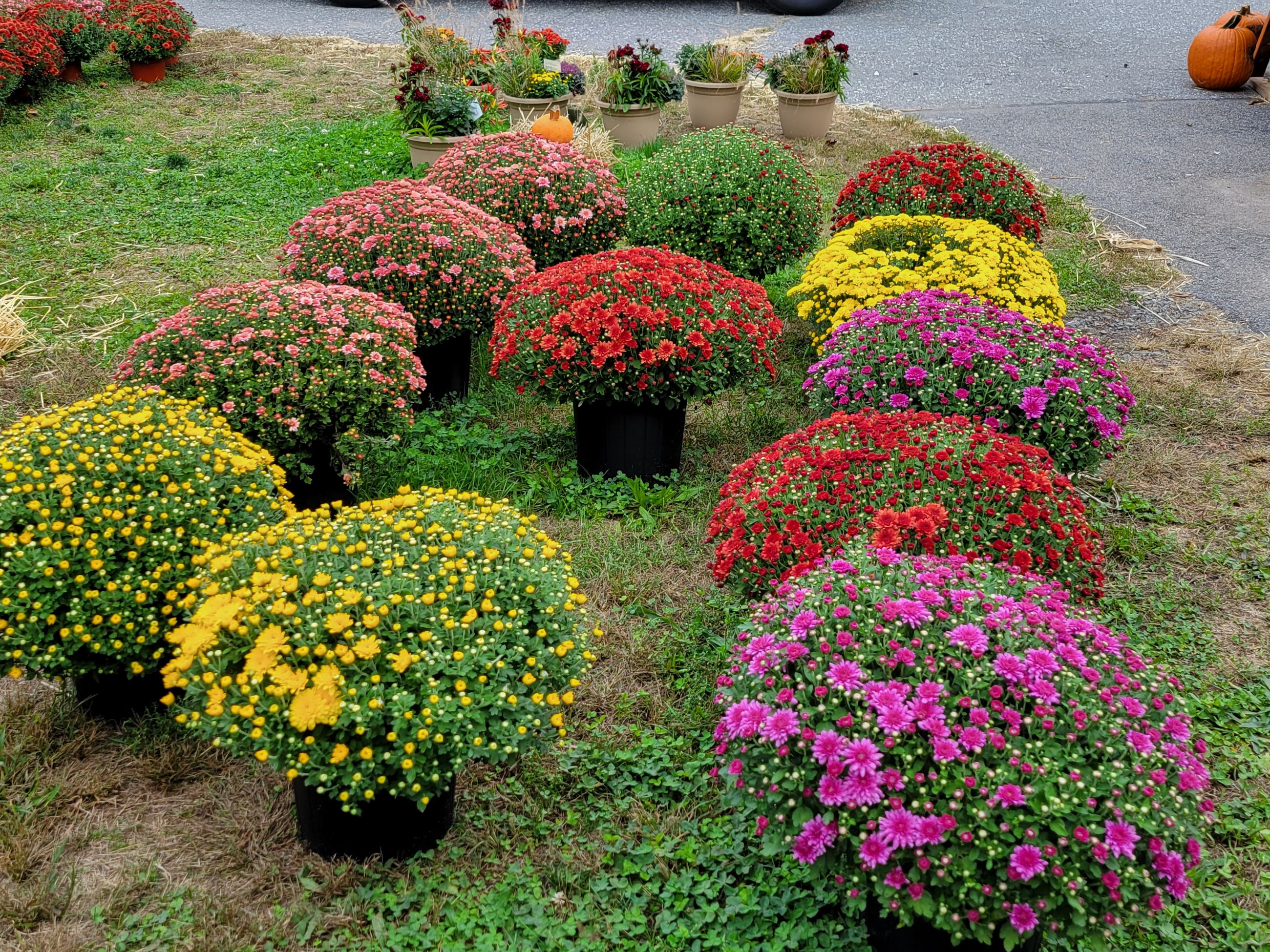 You’ll find 140-some-odd varieties of mums at Ogonowski Farm. 