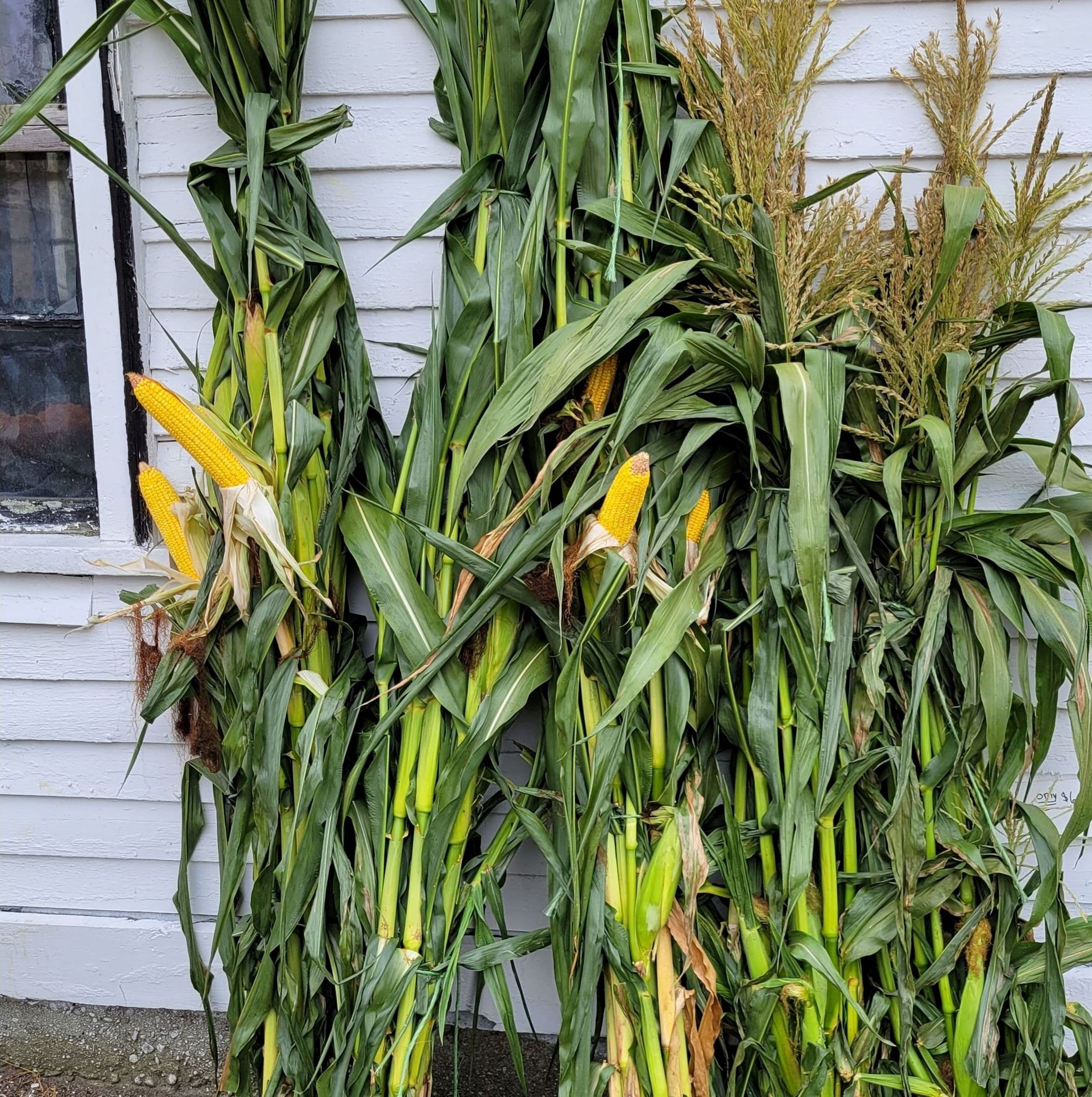The cornstalks at Ogonowski Farm come with the ears of corn still attached.